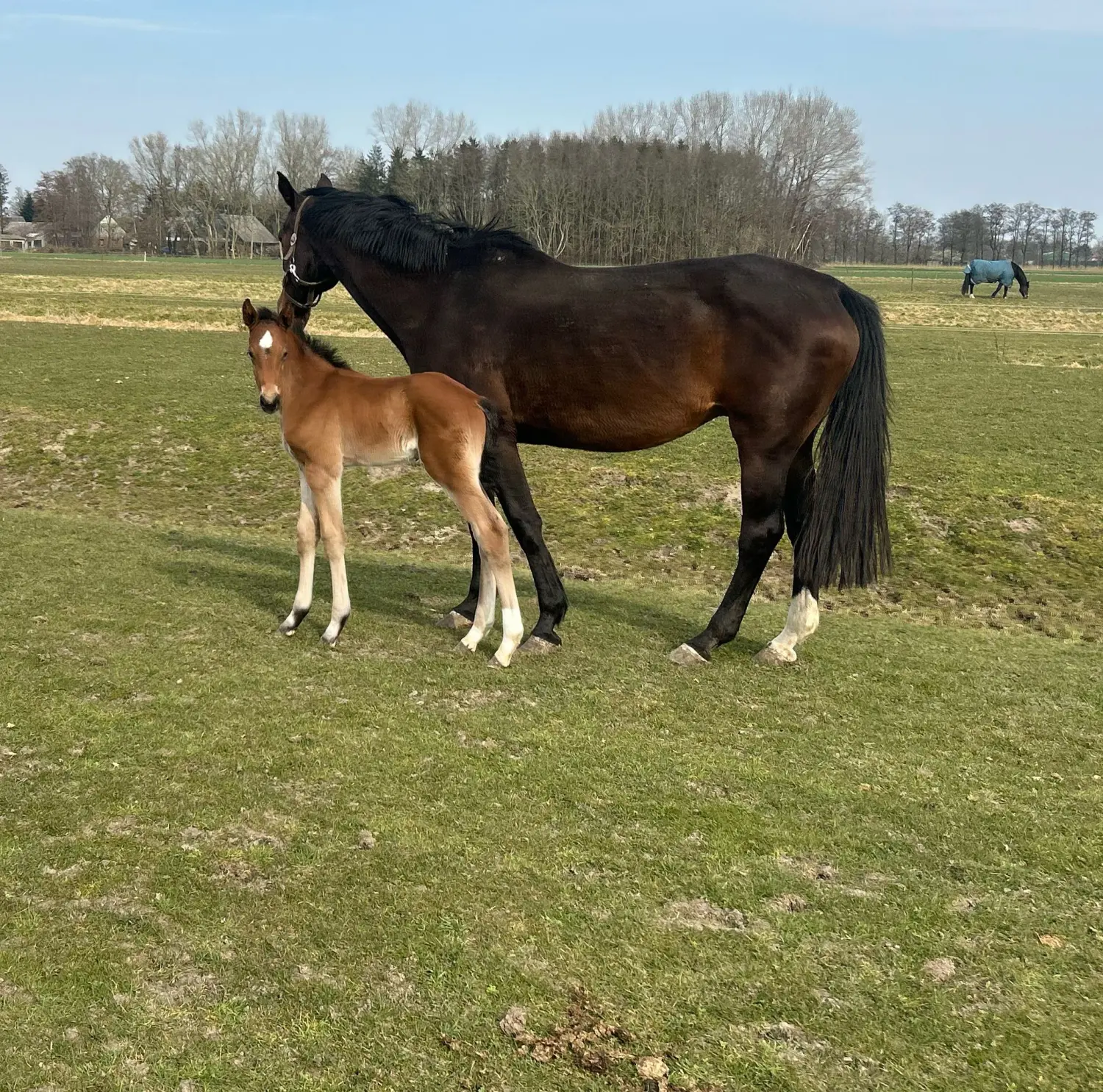 Hengstfohlen „Jackpot“ von Pferdepension und Zucht