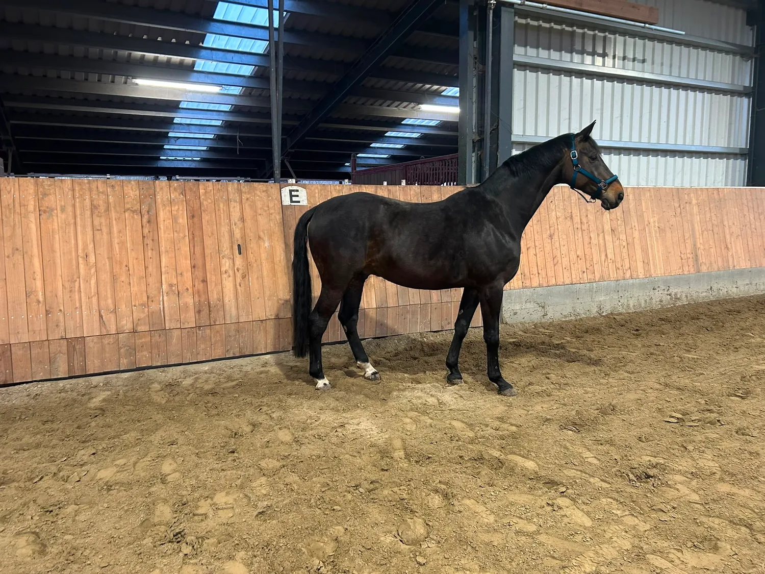 Reitpferd „Sansibar“ von Pferdepension und Zucht Fuchs