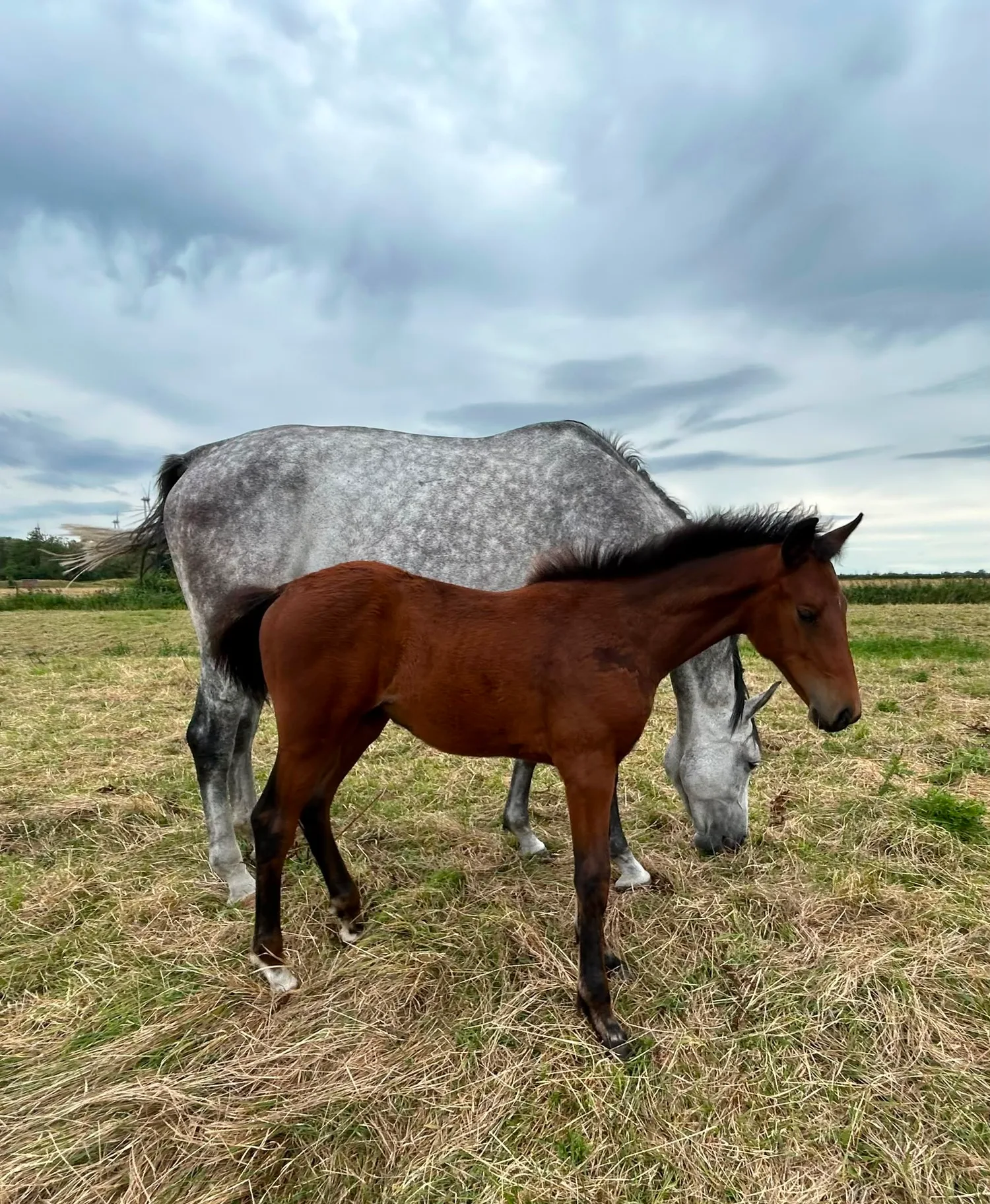 Stutfohlen „Unicorn“ von Pferdepension und Zucht Fuchs